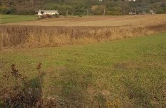 Teren intravilan 1 ha la E81