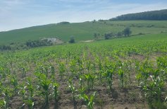 Teren intravilan 25 ari  cu 25 m front