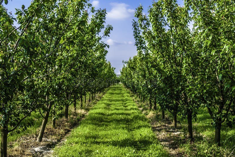 Teren intravilan 2,60 ha